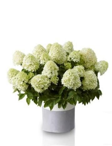 Hydrangea pan little spooky beschikbaar voor biedingen