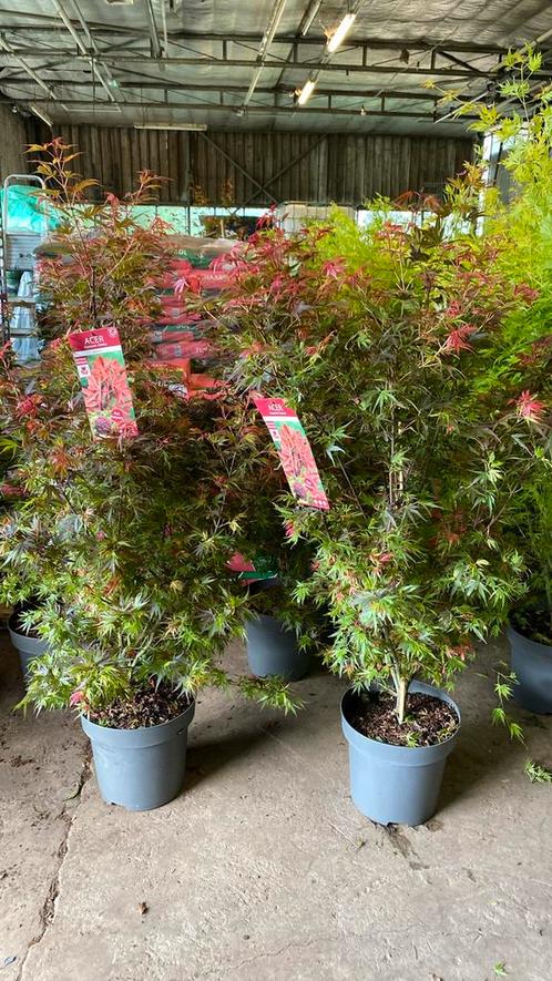 Japanse esdoorn ‘shaina’ 1,50 hoog van €95 nu voor €65, Tuin en Terras, Planten | Tuinplanten, Overige soorten, Halfschaduw, Ophalen