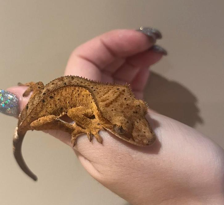 Wimpergekko baby unsexed dalmatian