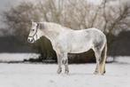 Grote conemara D pony (148) te koop, Dieren en Toebehoren, Pony's, Ruin, D pony (1.37m tot 1.48m), Met stamboom