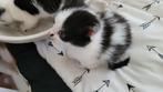 Kittens half Maine Coon, Dieren en Toebehoren, Meerdere dieren, Gechipt