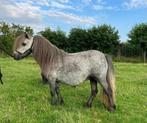 Te koop 2 pony’s, Merrie, A pony (tot 1.17m), Recreatiepony, Gechipt