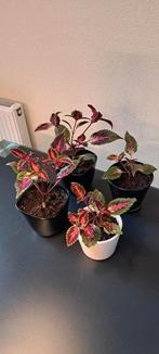 Siernetel (Coleus) planten met opvallende rode bladeren., Huis en Inrichting, Kamerplanten, Ophalen, Overige soorten, Minder dan 100 cm