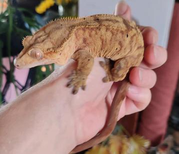 Wimpergekko vrouw  beschikbaar voor biedingen