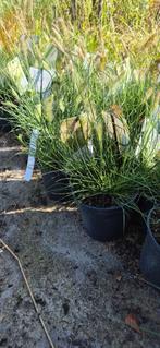 Pennisetum 'little bunny', Ophalen, Volle zon, Vaste plant, Siergrassen