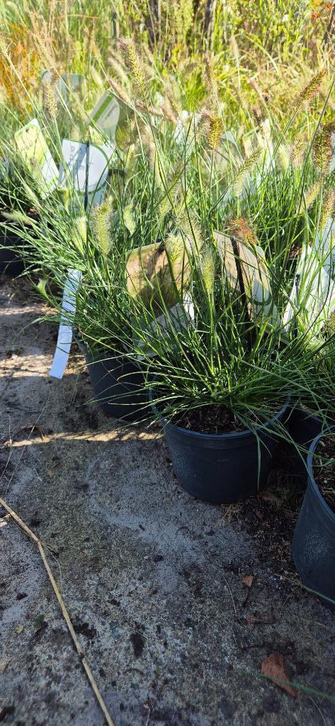 Pennisetum 'little bunny', Tuin en Terras, Planten | Tuinplanten, Vaste plant, Siergrassen, Volle zon, Herfst, Ophalen