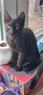 Lieve kitten zoekt een goed tehuis, Dieren en Toebehoren, Katten en Kittens | Overige Katten, Kater