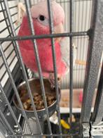 Roze kaketoe Coco zoekt een nieuwe eigenaar!, Oktober, Mannelijk