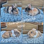 2 dwergkonijntjes, Dieren en Toebehoren