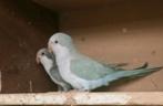 Prachtige tamme muis parkiet pop pastel blauw, Dieren en Toebehoren, Vogels | Parkieten en Papegaaien, Vrouwelijk, Papegaai, Pratend