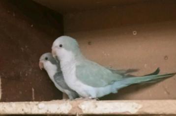 Prachtige tamme muis parkiet pop pastel blauw  beschikbaar voor biedingen