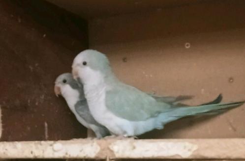 Prachtige tamme muis parkiet pop pastel blauw, Dieren en Toebehoren, Vogels | Parkieten en Papegaaien, Papegaai, Vrouwelijk, Pratend