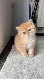 Britse korthaar kitten golden schaded, Kater