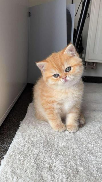 Britse korthaar kitten golden schaded beschikbaar voor biedingen