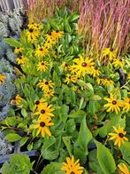 Rudbeckia Goldstrum of ook gele zonnehoed genoemd, Volle zon, Vaste plant, Zomer, Ophalen