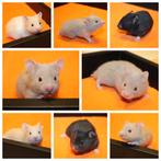 Lieve Jonge Goudhamsters / Syrische Hamsters Geb. 7-11-2025, Dieren en Toebehoren, Knaagdieren, Hamster, November, Meerdere dieren