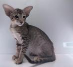 Oosterse Korthaar kittens 13 September KATERTJE & POESJE!, Dieren en Toebehoren, Katten en Kittens | Raskatten | Korthaar, Meerdere dieren