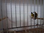 Zwartkopsijzen, Dieren en Toebehoren, Vogels | Overige Vogels, Meerdere dieren, Tropenvogel
