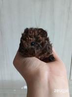 Super schattig Lunkarya cavia zeugje, Dieren en Toebehoren, Knaagdieren, Cavia, Vrouwelijk, Tam, Oktober