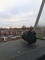 Doffer, Dieren en Toebehoren, Vogels | Duiven, Mannelijk, Kropper