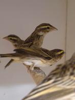 2x Citroen wevers, Dieren en Toebehoren, Vogels | Overige Vogels, Geslacht onbekend, Tropenvogel