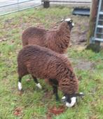 2 Zwartbles en 2 Bonte Ooilammeren, Meerdere dieren, Schaap