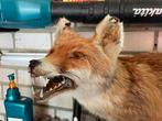 Taxidermie opgezette vos, Verzamelen, Dierenverzamelingen, Ophalen, Wild dier, Opgezet dier