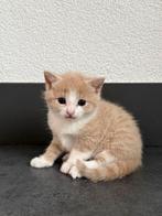 4 lieve kittens (kater & poesjes) (geen ras), Dieren en Toebehoren, Katten en Kittens | Overige Katten, Poes, 0 tot 2 jaar