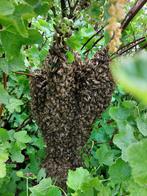 Bijenzwerm gezocht door imker, Dieren en Toebehoren, Insecten en Spinnen, Bijen