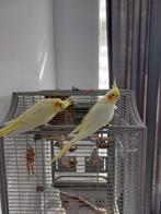 Couple valkparkieten en kooi, Dieren en Toebehoren, Vogels | Parkieten en Papegaaien, Meerdere dieren, Parkiet, Tam