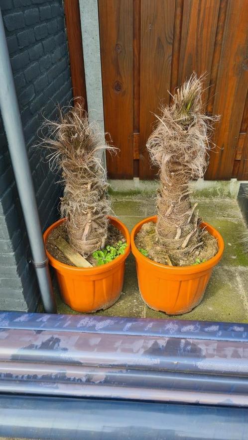 2x palmboom stammen, Tuin en Terras, Planten | Bomen, Palmboom, Volle zon, Ophalen