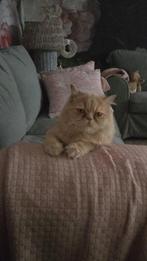 Grotere speeltuin gezocht, Dieren en Toebehoren, Katten en Kittens | Raskatten | Korthaar, Kater, Gechipt, 0 tot 2 jaar