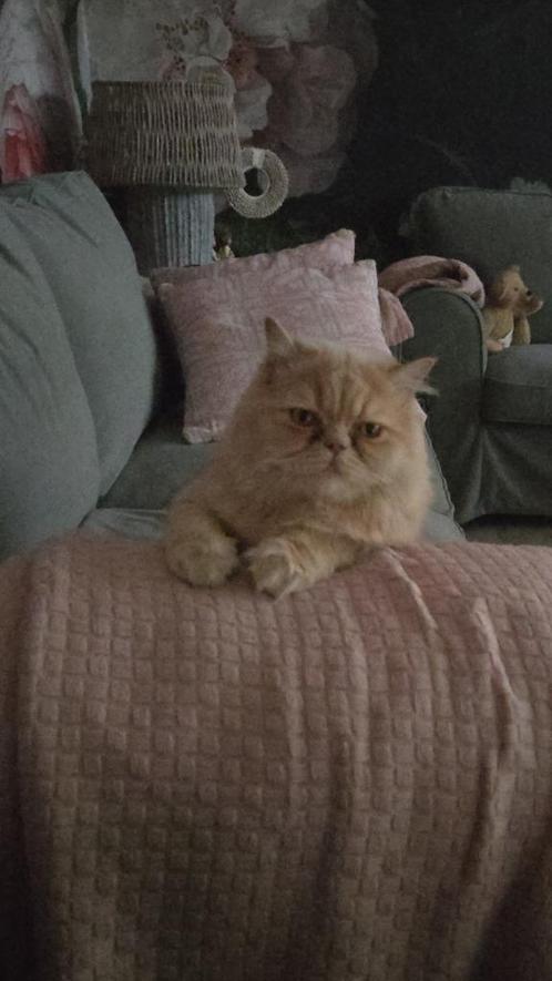 Grotere speeltuin gezocht, Dieren en Toebehoren, Katten en Kittens | Raskatten | Korthaar, Kater, 0 tot 2 jaar, Gechipt, Ontwormd