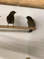 Groenlingen, Dieren en Toebehoren, Vogels | Overige Vogels, Meerdere dieren