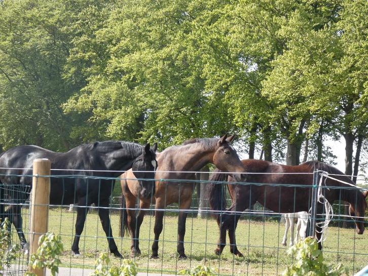 Hulp gezocht op pension- en rusthuis voor paarden, Dieren en Toebehoren, Stalling en Weidegang