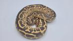 Freeway Clown                             ball python regius, Slang