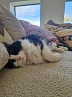 Jonge langharige Hugo – zoekt thuis met fijne tuin, Kater, Langharig, 3 tot 5 jaar
