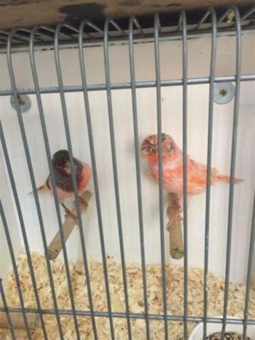 Prachtige echte Portugese Harlekijn kanaries broedrijp en jo beschikbaar voor biedingen