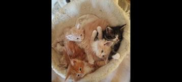 Russische Maine Coon kittens beschikbaar voor biedingen