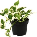 GEZOCHT, Huis en Inrichting, Kamerplanten, Ophalen of Verzenden, Halfschaduw, Minder dan 100 cm