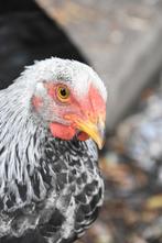 Prachtige Wyandotte haan meerzomig zilver, Dieren en Toebehoren, Mannelijk, Kip