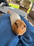 SPOED nieuw huisje gezocht voor cavia beertje, Dieren en Toebehoren, Cavia, Mannelijk, Tam, Oktober
