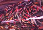 HQ Import koi 25 / 30 cm bij Koidream in Valburg, Karper of Koi