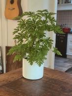 Citroengeranium met pot, Ophalen, Halfschaduw, Minder dan 100 cm