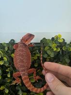 Baardagaam. Full MonsterBloedlijn, Dieren en Toebehoren, Reptielen en Amfibieën, Amfibie, 0 tot 2 jaar
