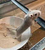 Gerbil. Eventueel met hok en toebehoren., Maart, Vrouwelijk, Overige typen, Tam