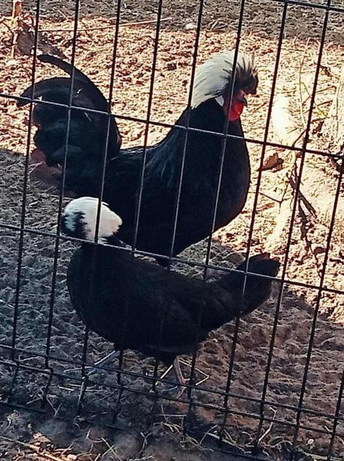 Hollandse kuifhoen koppels, Dieren en Toebehoren, Pluimvee, Kip, Meerdere dieren