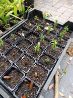 Araucaria araucana apenboom, Tuin en Terras, Planten | Tuinplanten, Overige soorten, Volle zon, Eenjarig, Ophalen of Verzenden