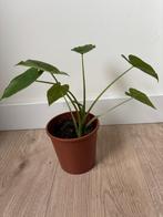 Alocasia Macrorrhiza (Olifantsoor), Ophalen, Overige soorten, Halfschaduw, Minder dan 100 cm