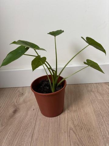Alocasia Macrorrhiza (Olifantsoor) beschikbaar voor biedingen